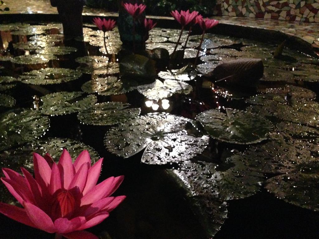 The Lotus Garden Bed and Breakfast Puerto Princesa Εξωτερικό φωτογραφία